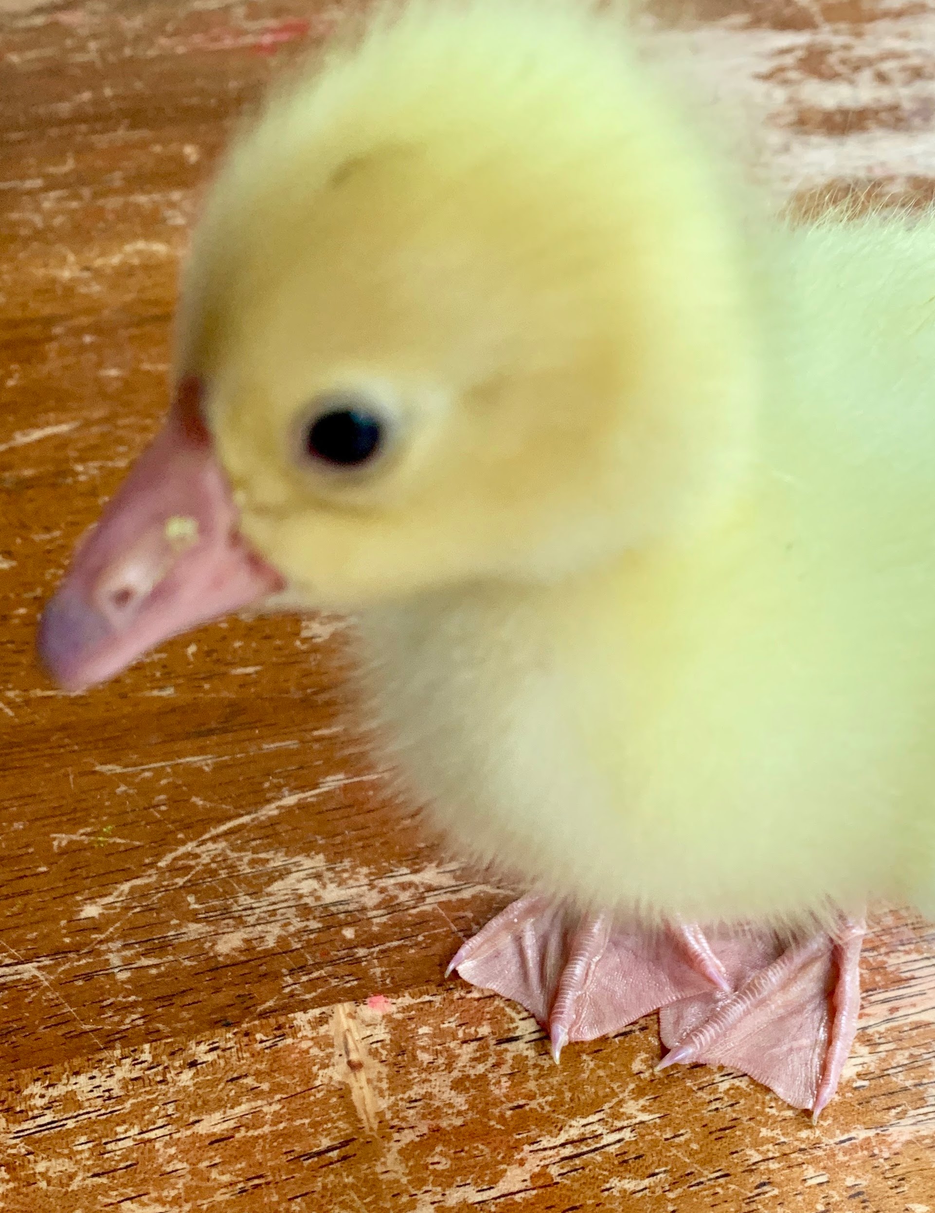 gosling